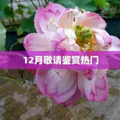 12月热门内容鉴赏月,不容错过!