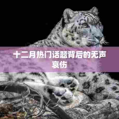 十二月话题背后的无声哀伤引人深思