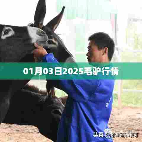 2025年毛驴行情展望,市场趋势分析