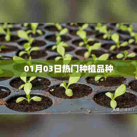 热门种植品种，最新动态与趋势分析