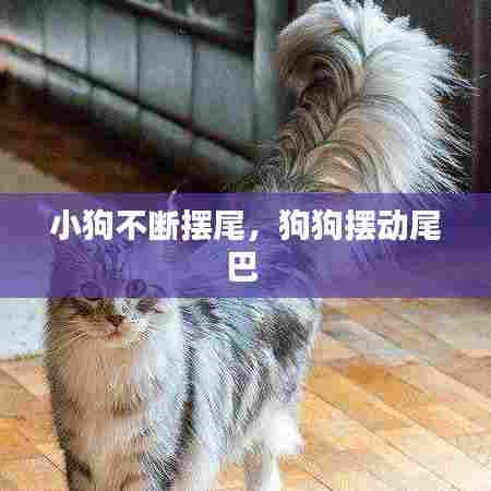 小狗不断摆尾,狗狗摆动尾巴