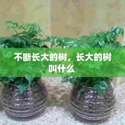 不断长大的树，长大的树叫什么 