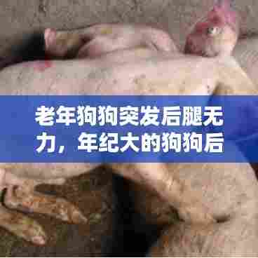 老年狗狗突发后腿无力,年纪大的狗狗后腿无力