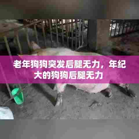 老年狗狗突发后腿无力，年纪大的狗狗后腿无力 