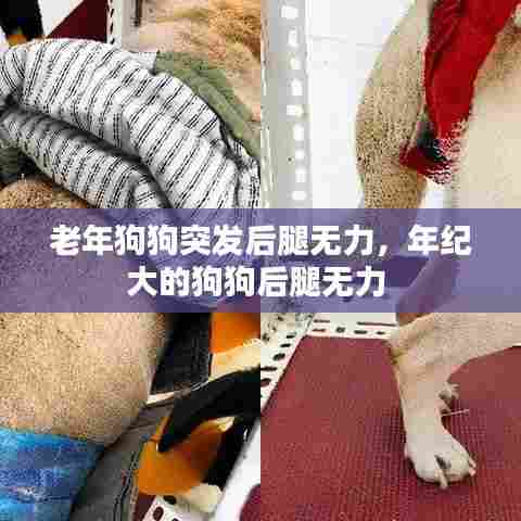 老年狗狗突发后腿无力,年纪大的狗狗后腿无力
