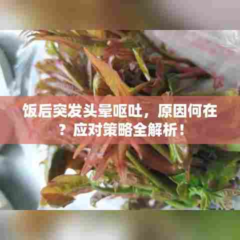 饭后突发头晕呕吐,原因何在?应对策略全解析!