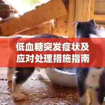 低血糖突发症状及应对处理措施指南