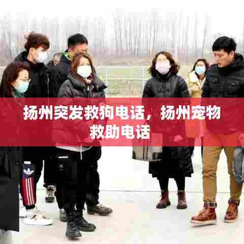 扬州突发救狗电话,扬州宠物救助电话