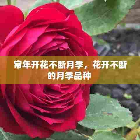 常年开花不断月季，花开不断的月季品种 