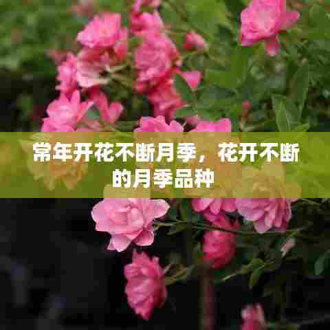 常年开花不断月季,花开不断的月季品种