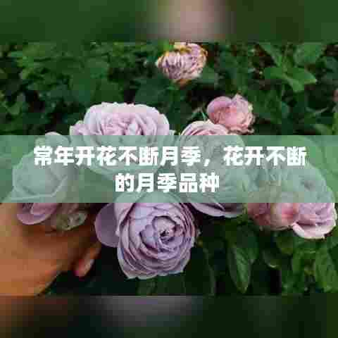 常年开花不断月季,花开不断的月季品种