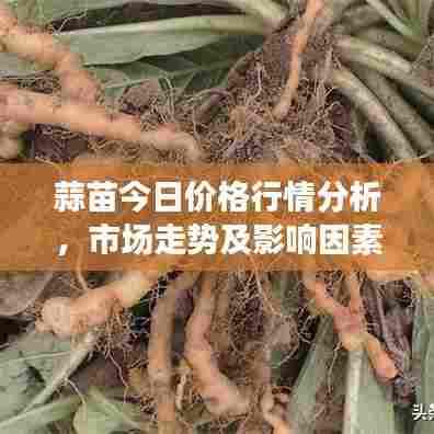 蒜苗今日价格行情分析,市场走势及影响因素探讨