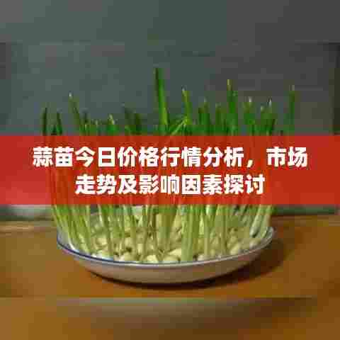 蒜苗今日价格行情分析，市场走势及影响因素探讨