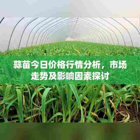 蒜苗今日价格行情分析,市场走势及影响因素探讨