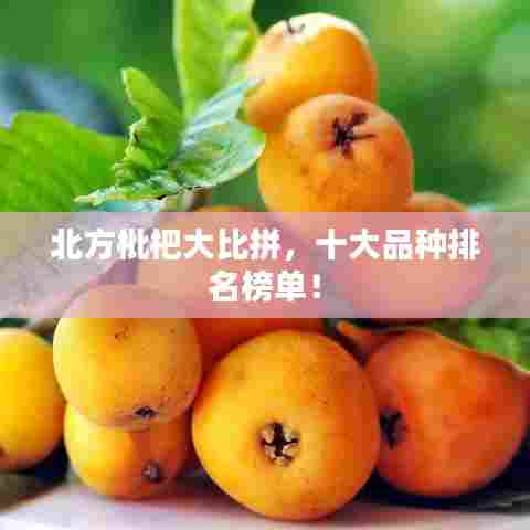 北方枇杷大比拼，十大品种排名榜单！