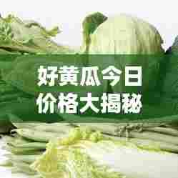 好黄瓜今日价格大揭秘，最新行情一网打尽