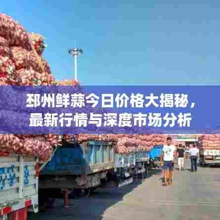 邳州鲜蒜今日价格大揭秘，最新行情与深度市场分析