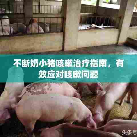 不断奶小猪咳嗽治疗指南，有效应对咳嗽问题