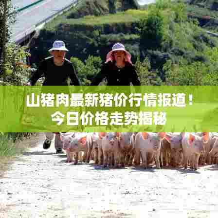 山猪肉最新猪价行情报道！今日价格走势揭秘