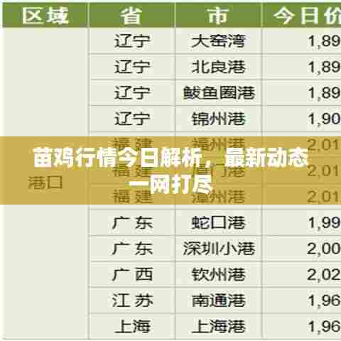 苗鸡行情今日解析，最新动态一网打尽