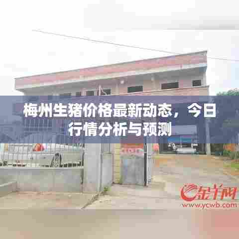 梅州生猪价格最新动态，今日行情分析与预测