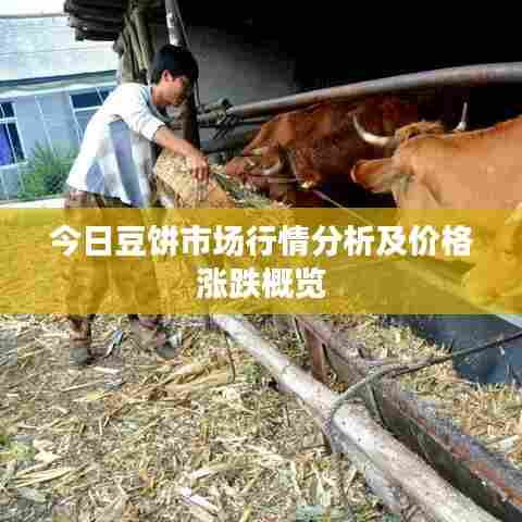 今日豆饼市场行情分析及价格涨跌概览