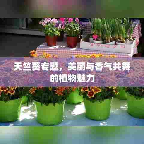 天竺葵专题，美丽与香气共舞的植物魅力