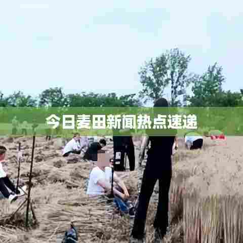 今日麦田新闻热点速递