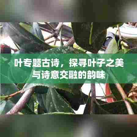 叶专题古诗，探寻叶子之美与诗意交融的韵味