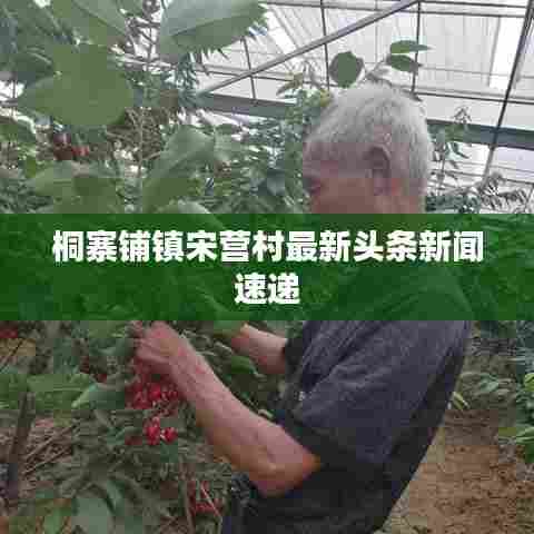 桐寨铺镇宋营村最新头条新闻速递