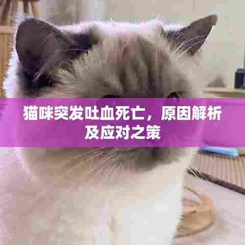 猫咪突发吐血死亡，原因解析及应对之策