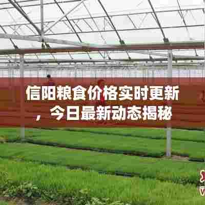 信阳粮食价格实时更新，今日最新动态揭秘