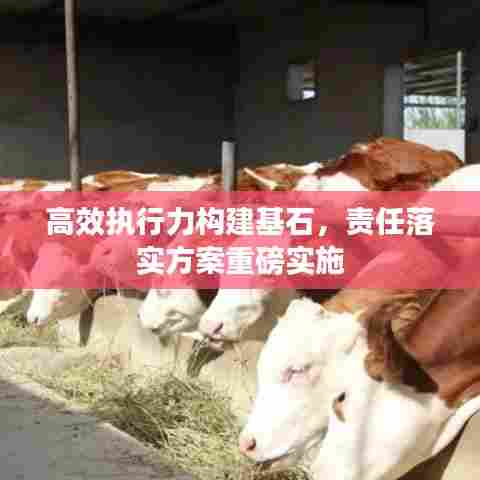 高效执行力构建基石,责任落实方案重磅实施