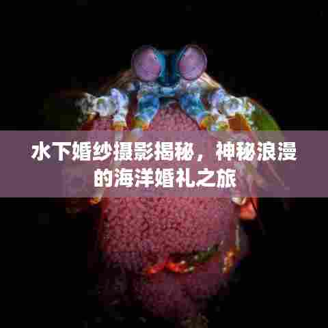 水下婚纱摄影揭秘，神秘浪漫的海洋婚礼之旅