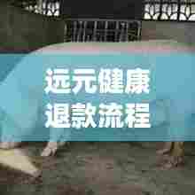 远元健康退款流程最新解析，详细步骤助你快速获取退款！