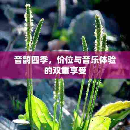 音韵四季，价位与音乐体验的双重享受