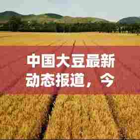 中国大豆最新动态报道,今日市场更新消息速递