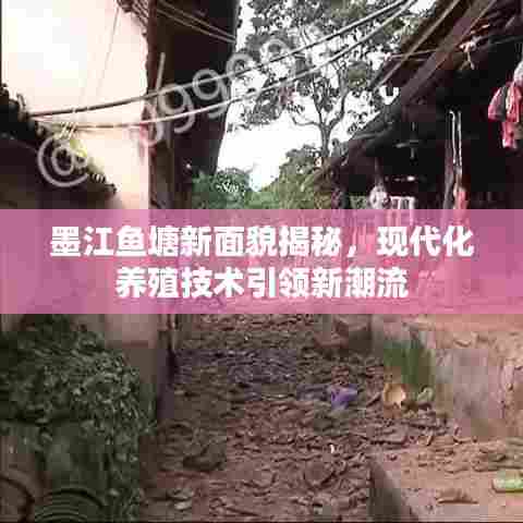 墨江鱼塘新面貌揭秘,现代化养殖技术引领新潮流