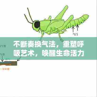 不断奏换气法，重塑呼吸艺术，唤醒生命活力