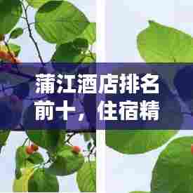 蒲江酒店排名前十，住宿精选指南