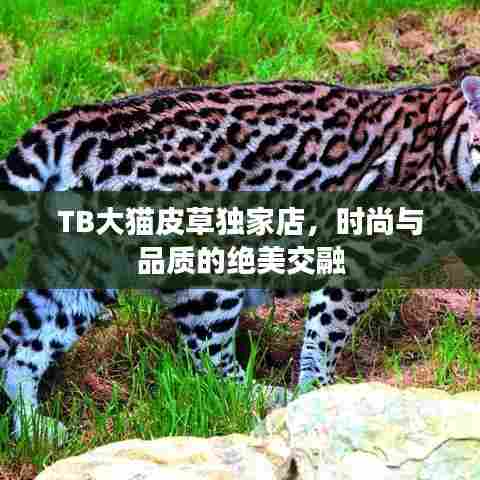 TB大猫皮草独家店，时尚与品质的绝美交融