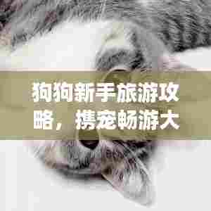 狗狗新手旅游攻略,携宠畅游大好河山!