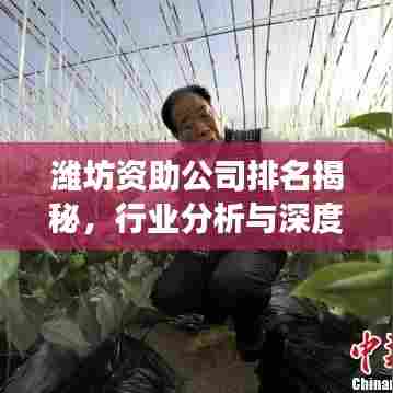 潍坊资助公司排名揭秘,行业分析与深度解读