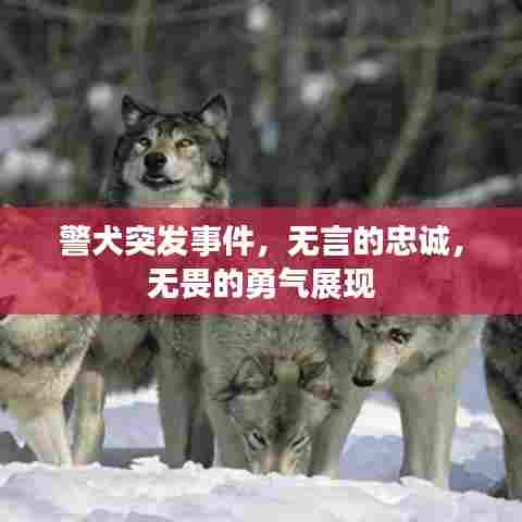 警犬突发事件，无言的忠诚，无畏的勇气展现