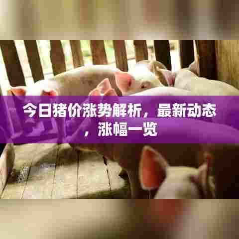 今日猪价涨势解析，最新动态，涨幅一览