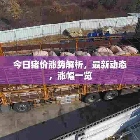 今日猪价涨势解析,最新动态,涨幅一览