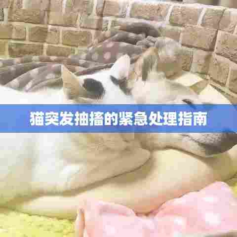 猫突发抽搐的紧急处理指南