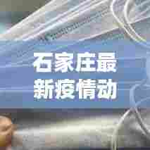 石家庄最新疫情动态更新,今日防控情况一览