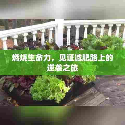 燃烧生命力，见证减肥路上的逆袭之旅