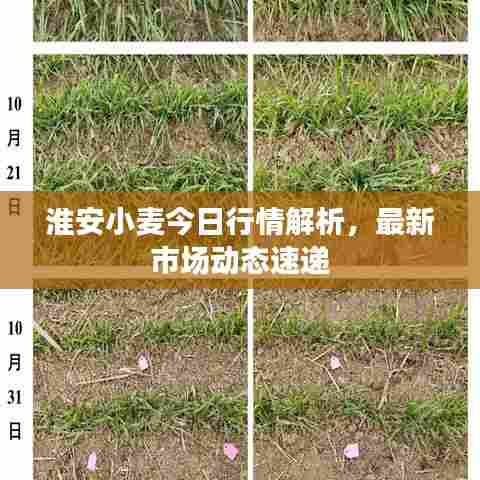 淮安小麦今日行情解析，最新市场动态速递